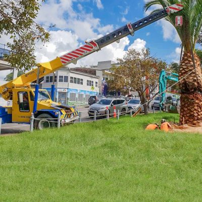 Wilsonlift Palm Tree Planting 1000-1